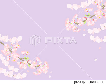 桜枝左右 薄紫背景のイラスト素材