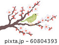 白梅の花と鳴くウグイス 60804393