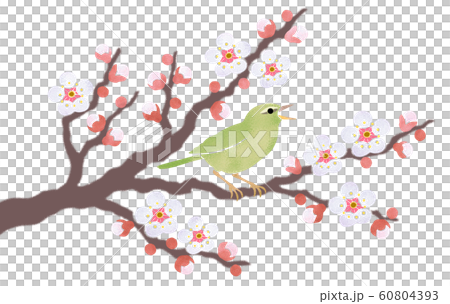 Warbler singing with white plum blossom 60804393