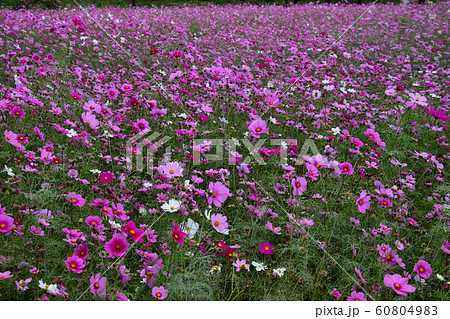 一面ピンクで染まった尼崎 武庫川 コスモス園の写真素材