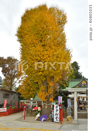 川越散歩:川越八幡宮 縁結びの夫婦イチョウ 川越散歩:川越八幡宮 縁結びの夫婦イチョウ 60805035