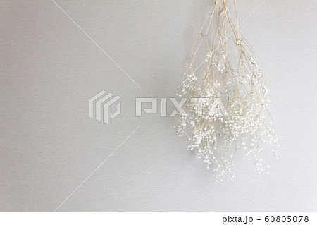 かすみ草のドライフラワー かすみ草のドライフラワー 60805078