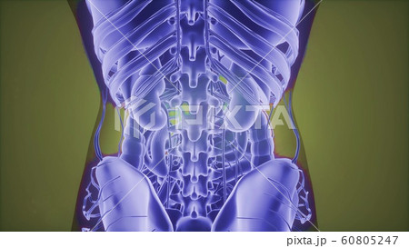 3D magnetic resonance image scan 60805247