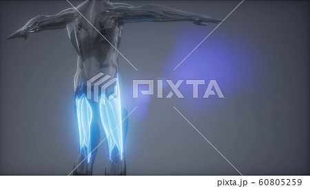 thigh muscles - Visible muscle anatomy map thigh muscles - Visible muscle anatomy map 60805259