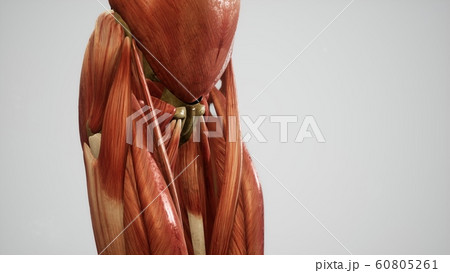 Muscular System of human body animation Muscular System of human body animation 60805261
