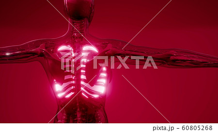 Human Lungs Radiology Exam 60805268