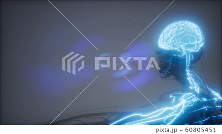 Human Brain Radiology Exam 60805451