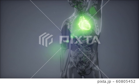 Human Heart Radiology Exam 60805452