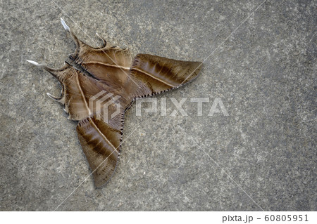 Top view of moth, Nagaland, India Top view of moth, Nagaland, India 60805951