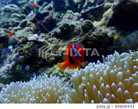 沖縄ダイビング ニモ 沖縄ダイビング ニモ 60806441
