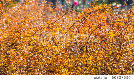 ユキヤナギ　紅葉　冬 60807636