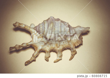 Big Spiked Seashell Big Spiked Seashell 60808715