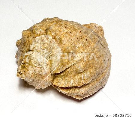 Big Brown Seashell 60808716