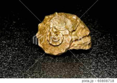 Big Brown Seashell 60808718