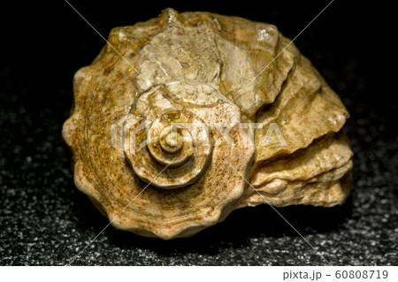 Big Brown Seashell 60808719