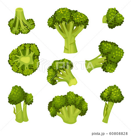 broccoli vector