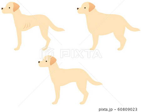 犬の体型3種類のイラストアイコンセット 痩せ 標準 肥満 のイラスト素材