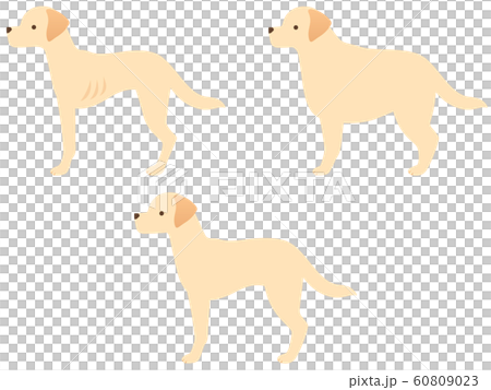 犬の体型3種類のイラストアイコンセット（痩せ・標準・肥満） 60809023
