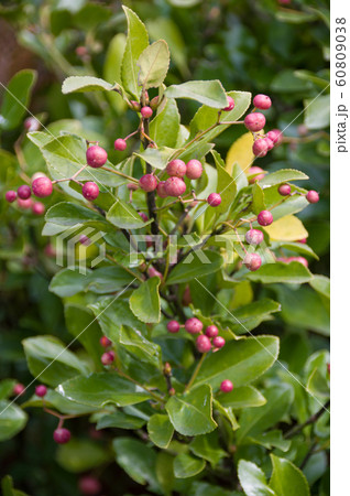 マサキの赤い実 60809038