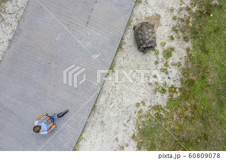 Seychelles island giant turtle aerial view drone 60809078