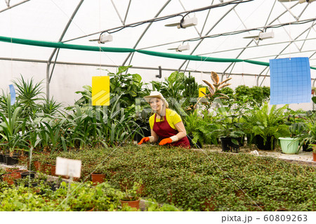 young woman gardener in a greenhouse with young woman gardener in a greenhouse with 60809263