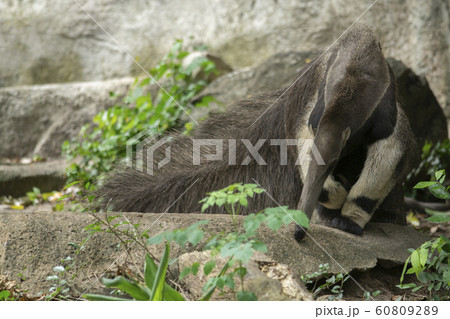 Giant Anteater (Myrmecophaga tridactyla) or 60809289