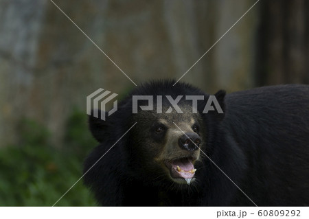 Asiatic black bear (Arctictis binturong) see about Asiatic black bear (Arctictis binturong) see about 60809292