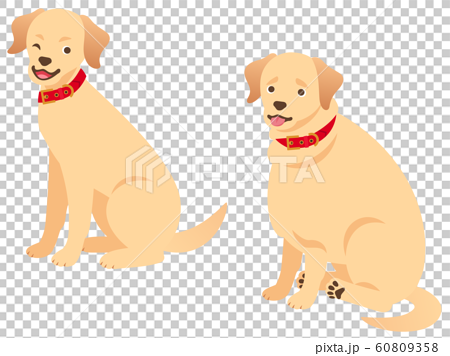太った犬と標準体型の犬のイラストセットのイラスト素材