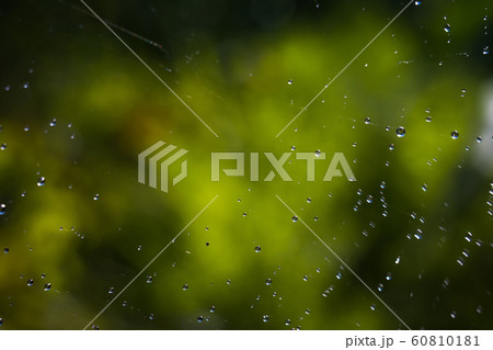 Water on Cobweb Water on Cobweb 60810181