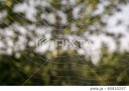 Spider Web Macro 60810207