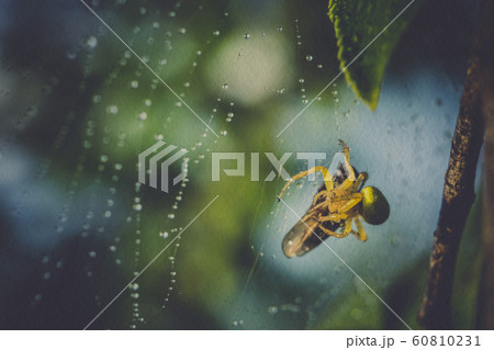 Spider Web Macro Filtered Spider Web Macro Filtered 60810231