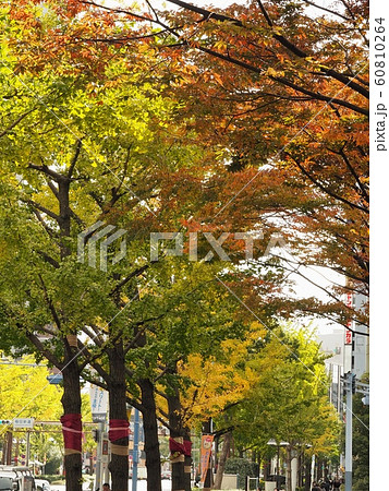 黄葉するイチョウ並木 大阪駅前第3ビル前の紅葉の写真素材