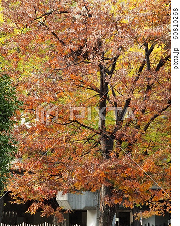 大阪駅前の紅葉 都市の紅葉風景 大阪駅前の紅葉 都市の紅葉風景 60810268
