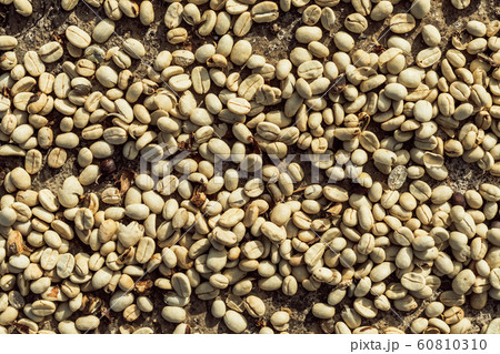 Coffee beans are drying at coffee farm.. Coffee beans are drying at coffee farm.. 60810310