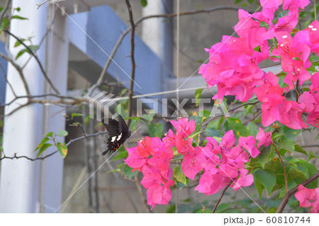 the Spring Meadow With White Back ground 60810744