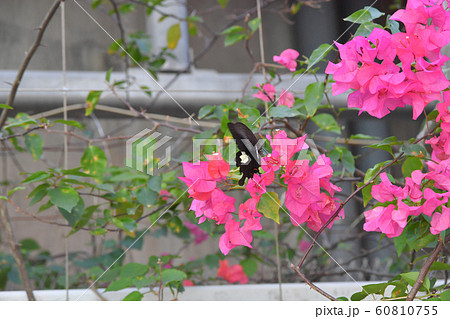 the Spring Meadow With White Back ground 60810755