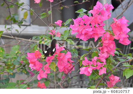 the Spring Meadow With White Back ground 60810757
