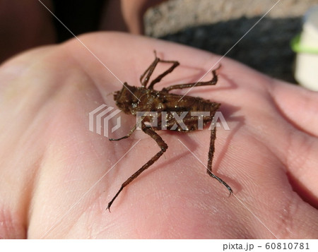 コヤマトンボのヤゴ コヤマトンボのヤゴ 60810781