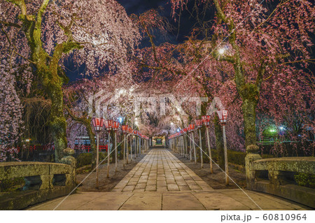 【静岡県】　三嶋大社　桜 　三島市 60810964