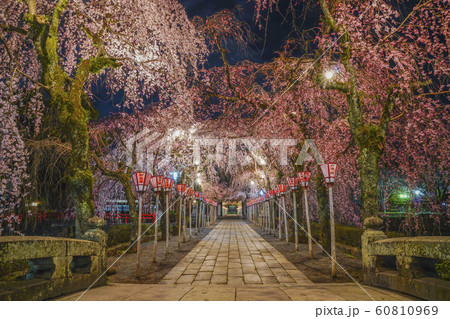 静岡県 三嶋大社 桜 三島市の写真素材