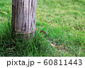 bamboo pole on green grass, pole on green garden. 60811443