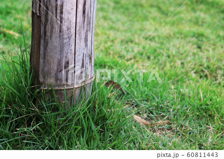 bamboo pole on green grass, pole on green garden. 60811443