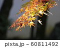 色づくもみじ 60811492