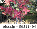 真っ赤なもみじ 60811494
