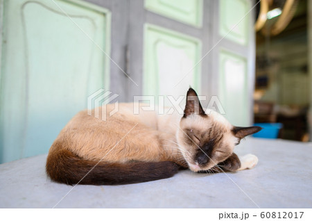 Close up image of stray sleeping kitten Close up image of stray sleeping kitten 60812017