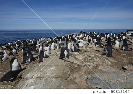 Colony of Rockhopper Penguins Colony of Rockhopper Penguins 60812144