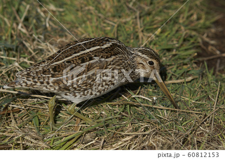 Magellanic Snipe (Gallinago paraguaiae magellanica)  60812153