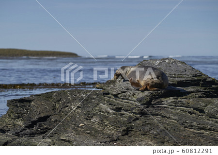 Southern Sea Lion (Otaria flavescens) 60812291