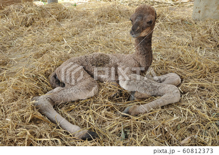 baby arabian camel 60812373
