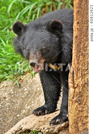 Asian black bear Asian black bear 60812625